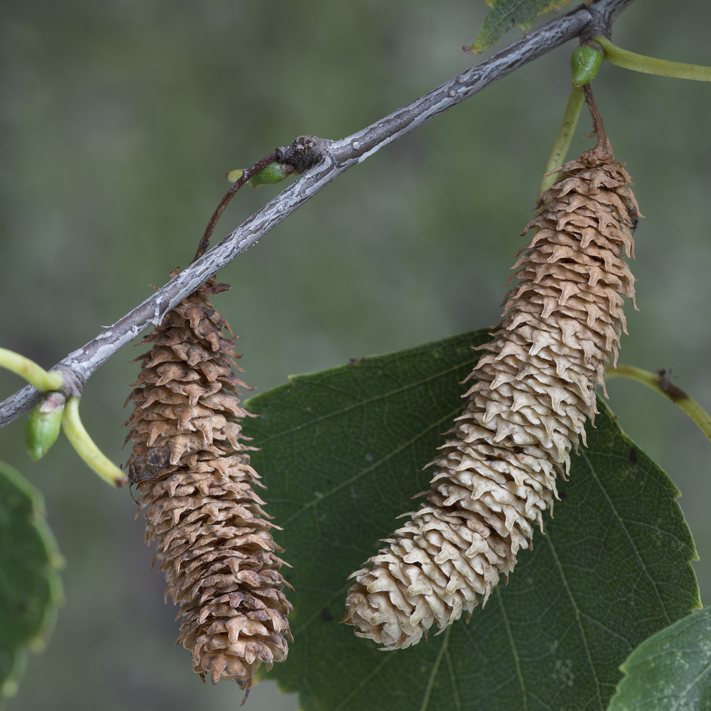 Image of Betula pendula specimen.