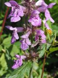 Stachys palustris