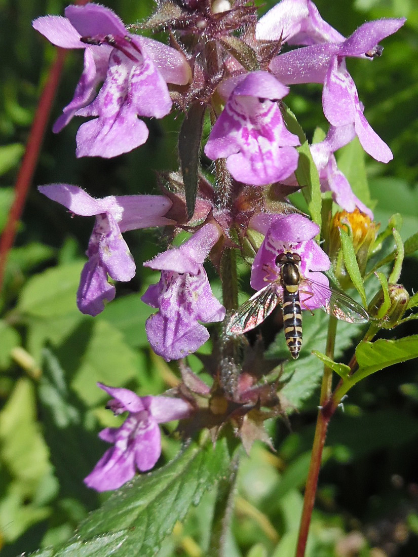 Изображение особи Stachys palustris.