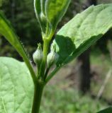 Philadelphus incanus