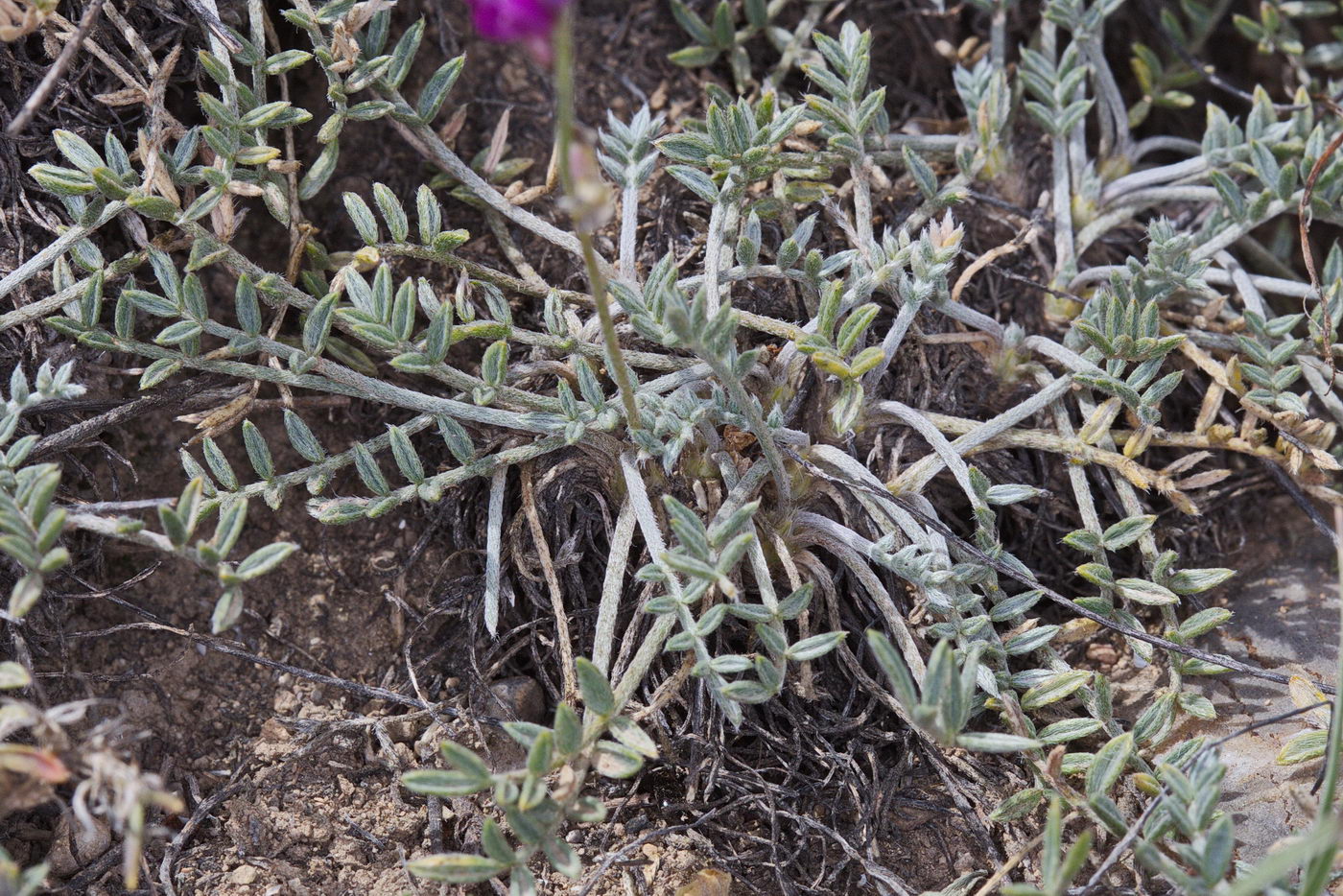Изображение особи Oxytropis integripetala.