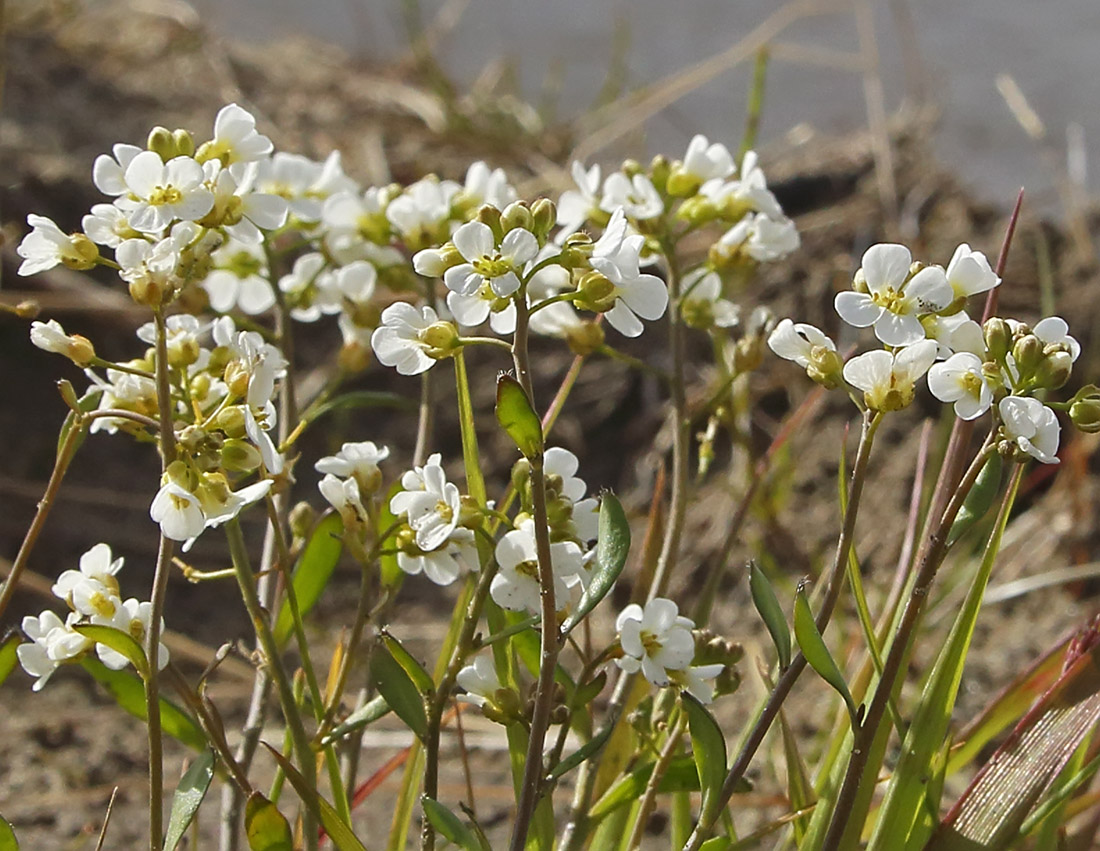 Изображение особи Arabidopsis petraea.