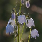 Adenophora lamarckii