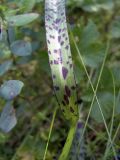 Dactylorhiza maculata
