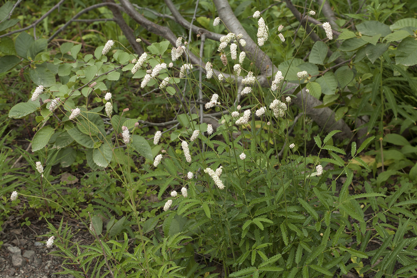 Изображение особи Sanguisorba tenuifolia.