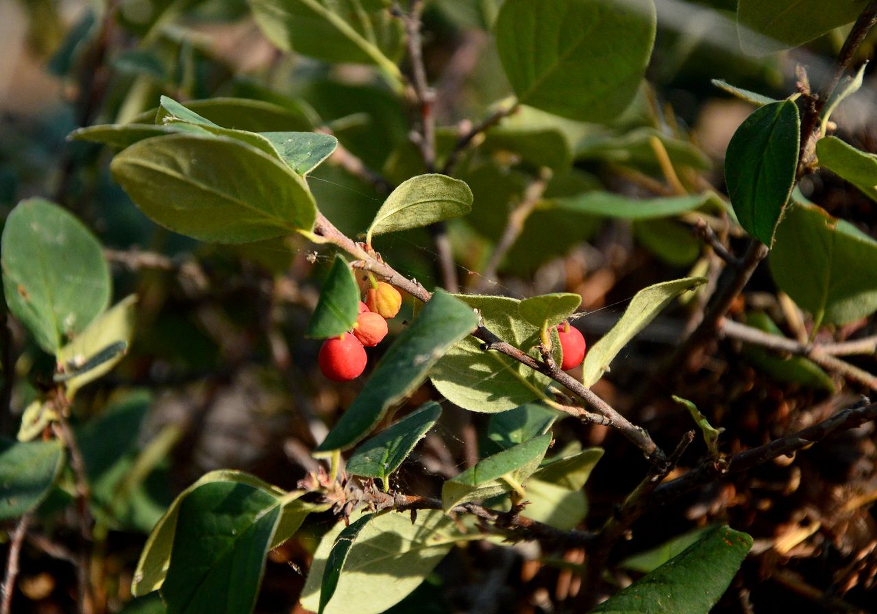 Изображение особи род Cotoneaster.