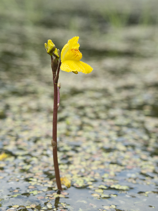 Изображение особи Utricularia australis.