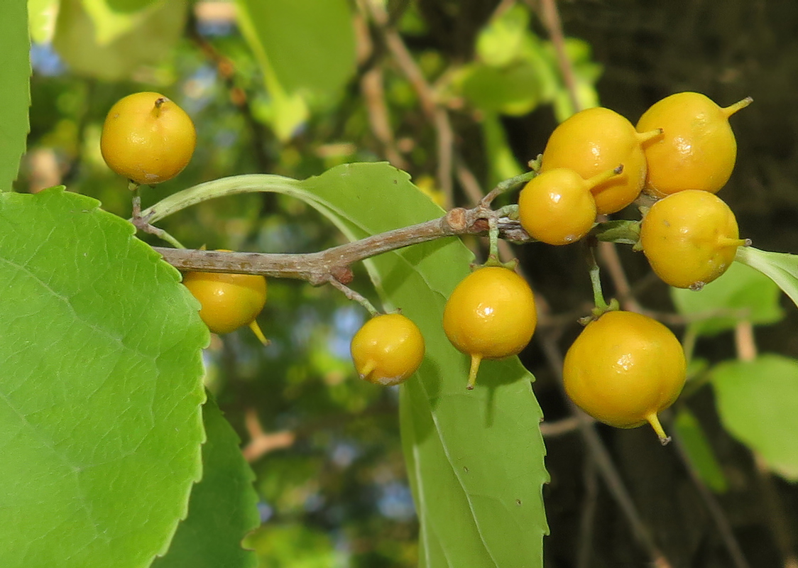 Изображение особи Celastrus orbiculata.