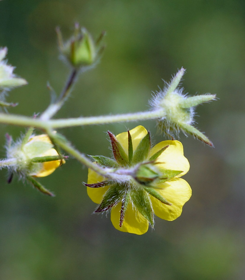 Изображение особи род Potentilla.