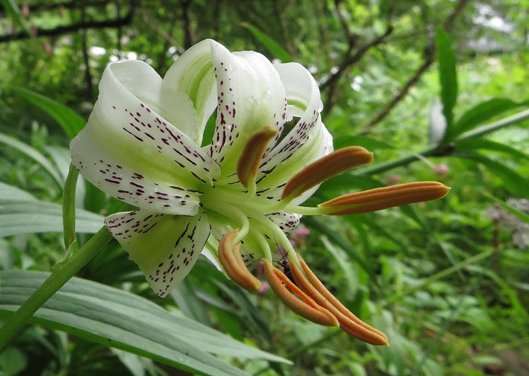 Image of Lilium ledebourii specimen.