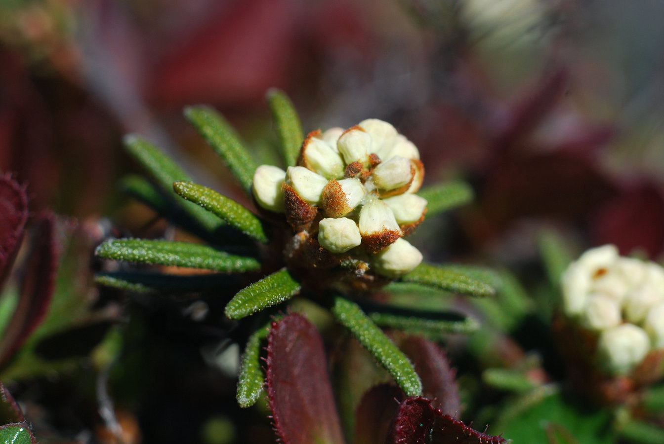 Image of Ledum decumbens specimen.