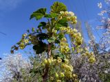 Ribes rubrum