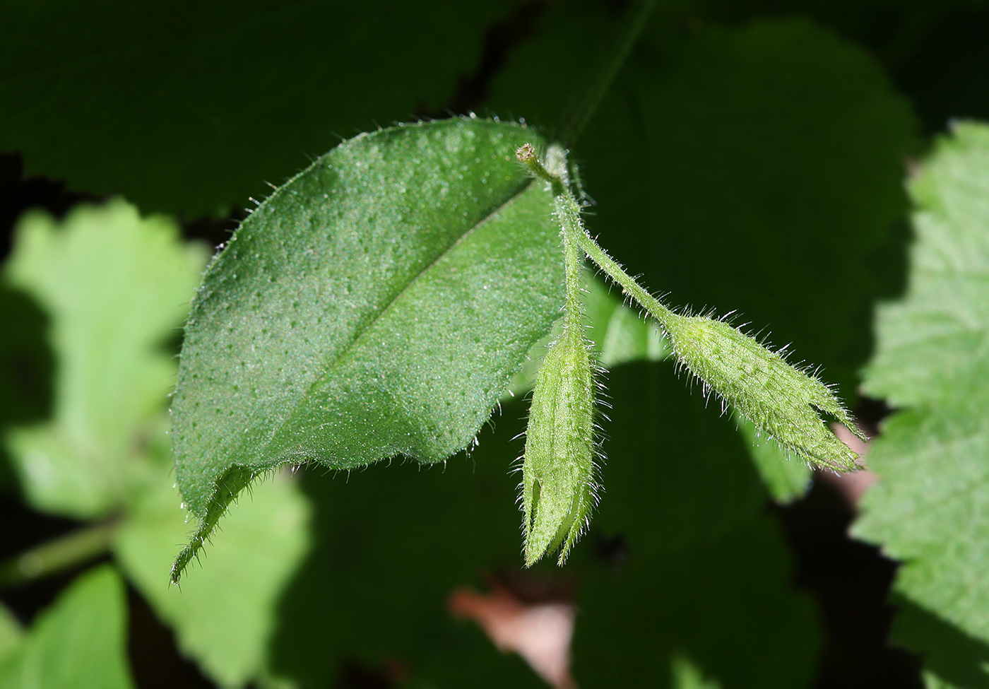 Image of Pulmonaria officinalis specimen.