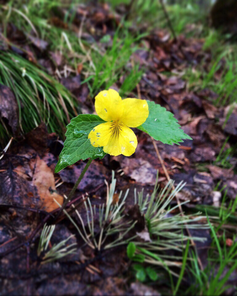 Image of Viola uniflora specimen.