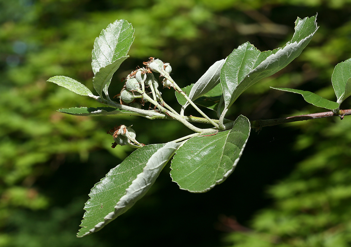 Изображение особи Sorbus graeca.