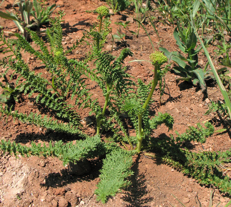 Image of Filipendula vulgaris specimen.