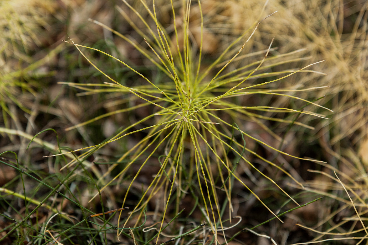 Image of Equisetum pratense specimen.