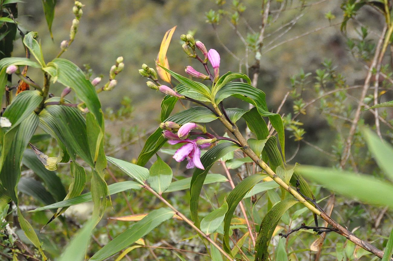 Изображение особи Sobralia dichotoma.