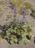 Delphinium caucasicum. Цветущее растение. Северный Кавказ, северные склоны Эльбруса, ур. Аэродром, выс. ок. 2850 м н.у.м. 27.07.2011.