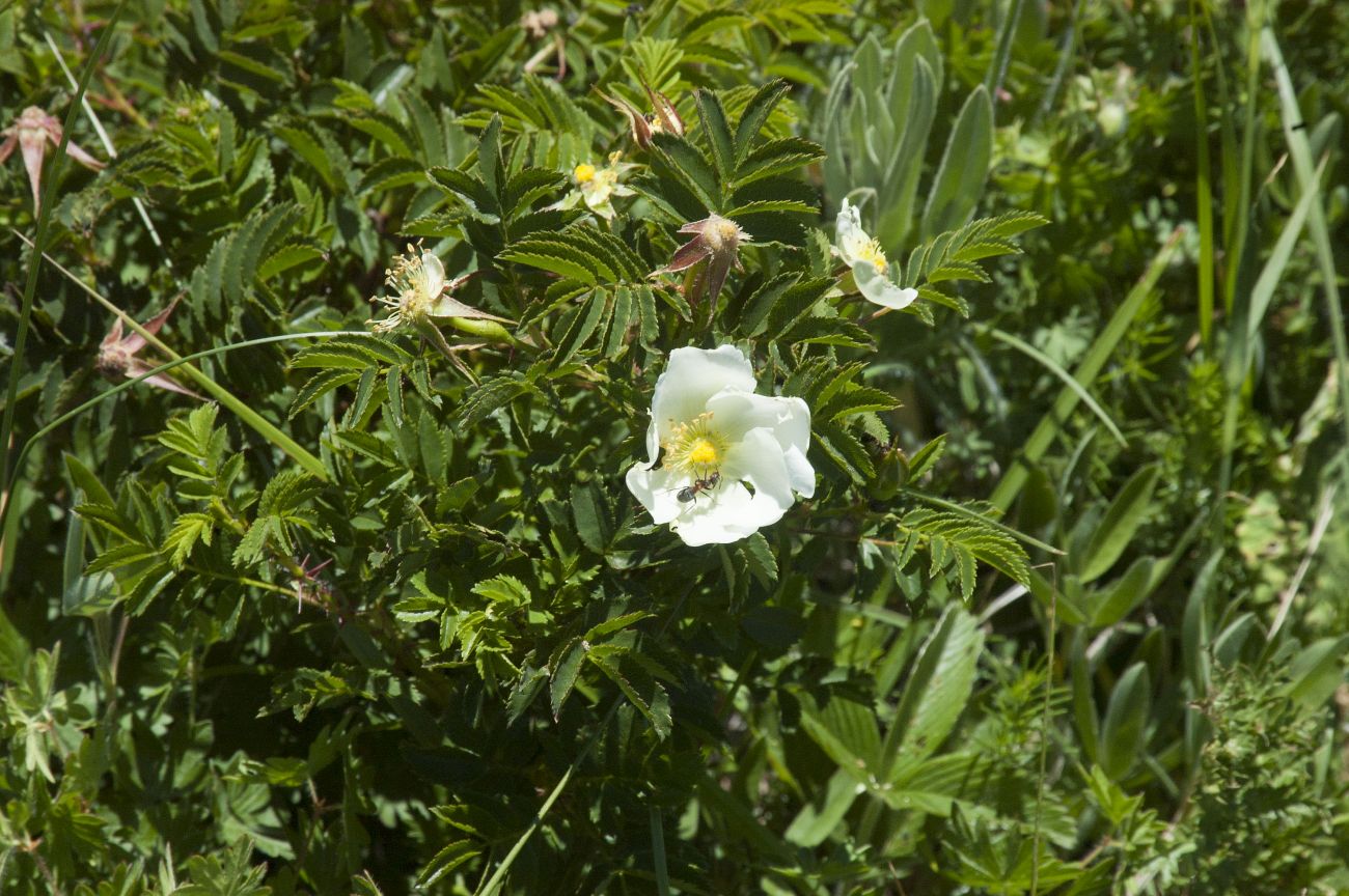 Image of genus Rosa specimen.