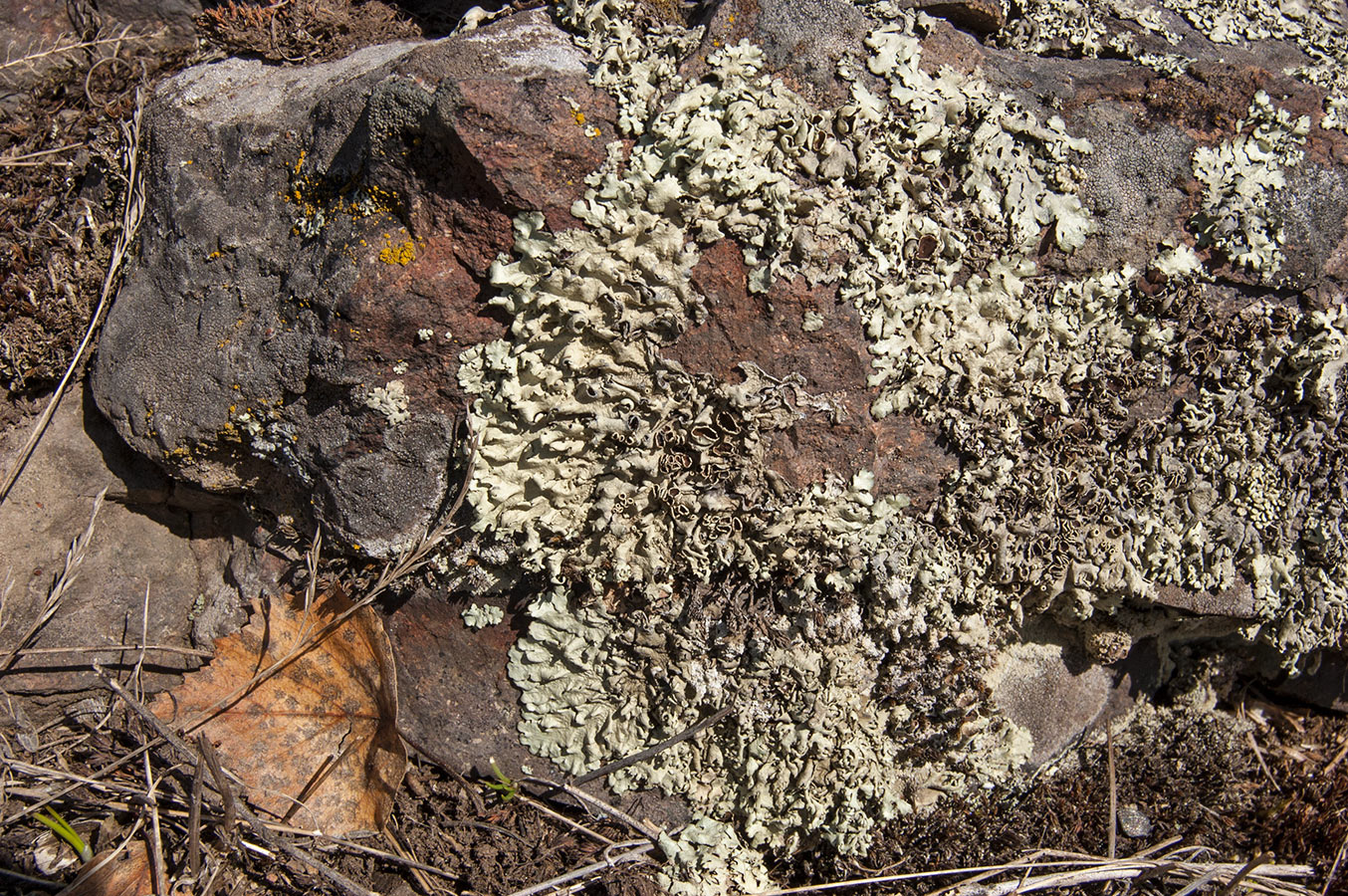 Image of genus Xanthoparmelia specimen.