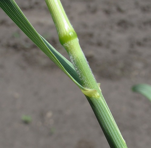 Image of Bromopsis inermis specimen.