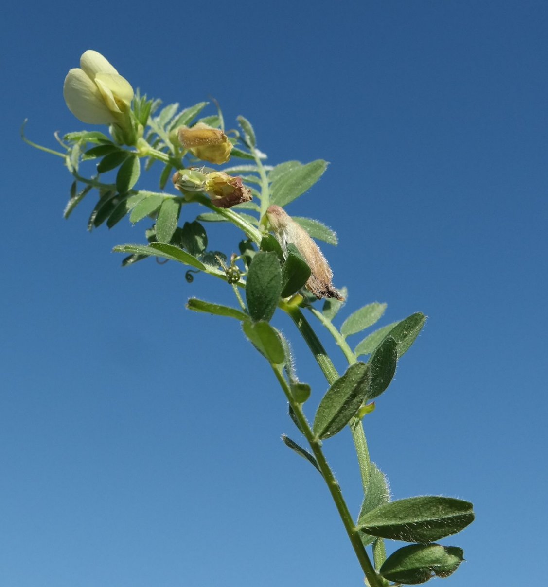 Image of Vicia hybrida specimen.