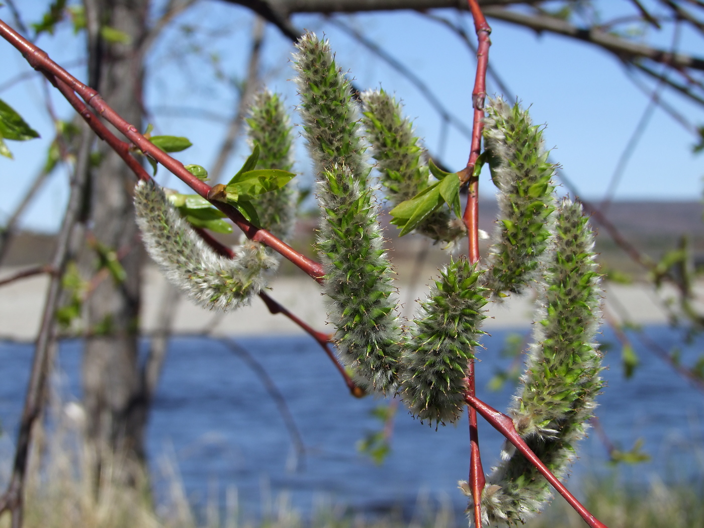 Image of Salix rorida specimen.