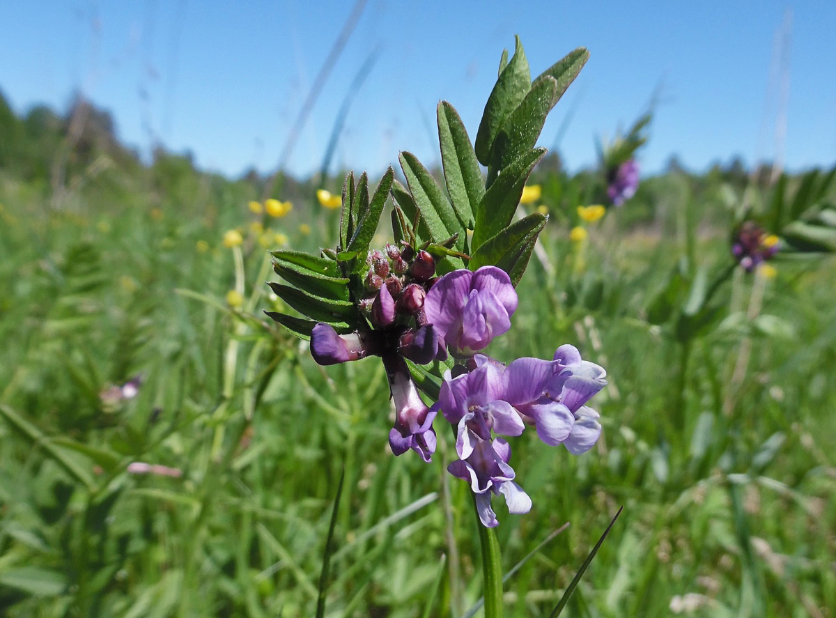 Изображение особи Vicia sepium.