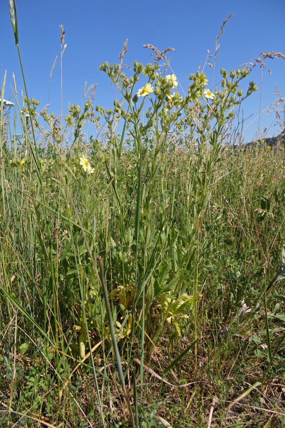 Изображение особи Potentilla recta.