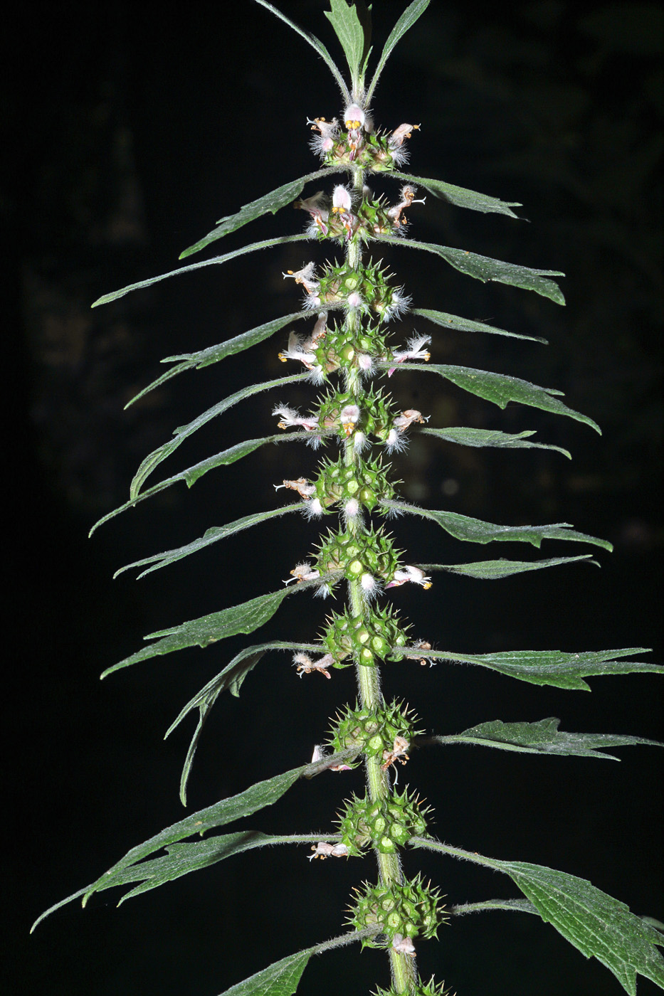 Image of Leonurus quinquelobatus specimen.