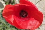 Papaver rhoeas