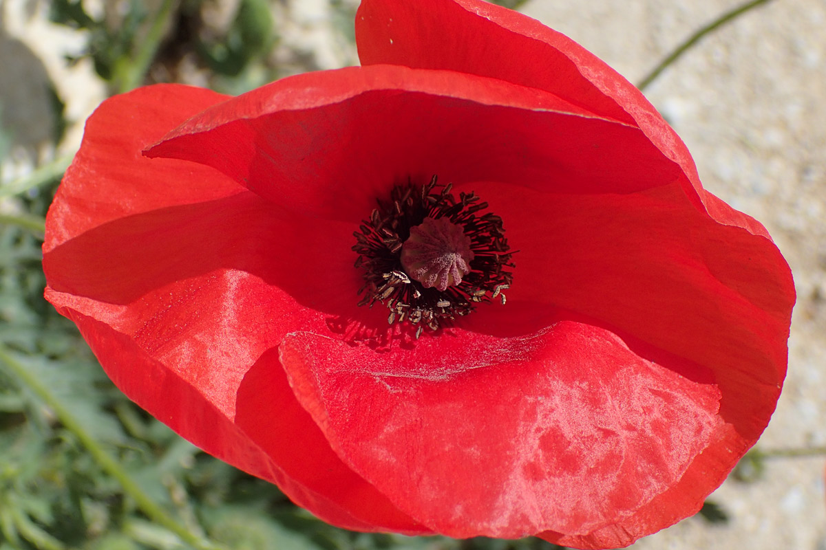 Image of Papaver rhoeas specimen.