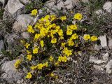 genus Helianthemum. Цветущее растение. Северная Осетия, Алагирское ущелье, окр. пос. Ниж. Унал, засушливая котловина, 950 м н.у.м. 07.05.2010.