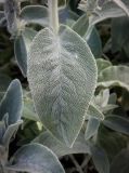 Stachys byzantina