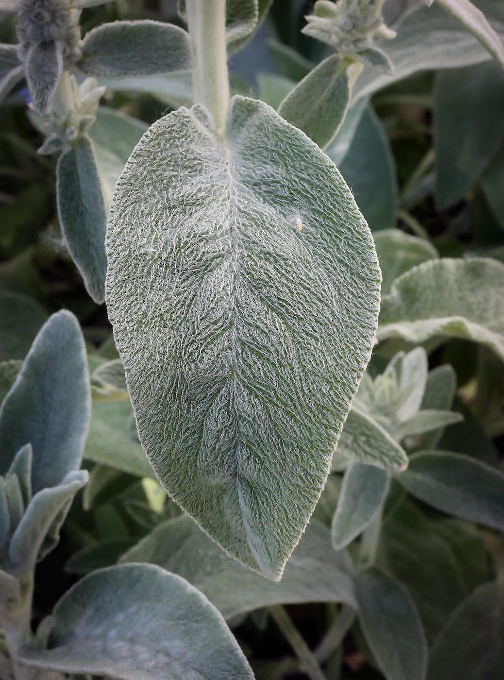 Image of Stachys byzantina specimen.