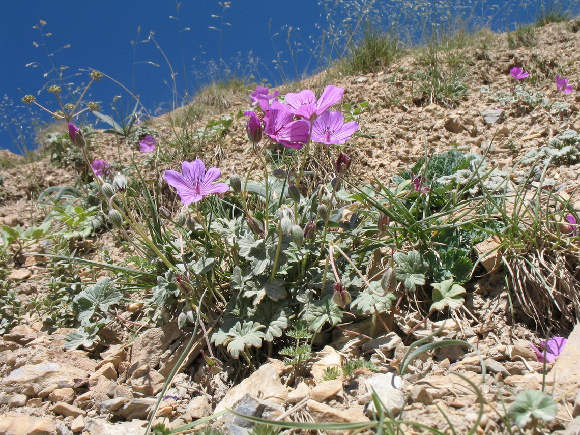 Изображение особи Geranium sophiae.