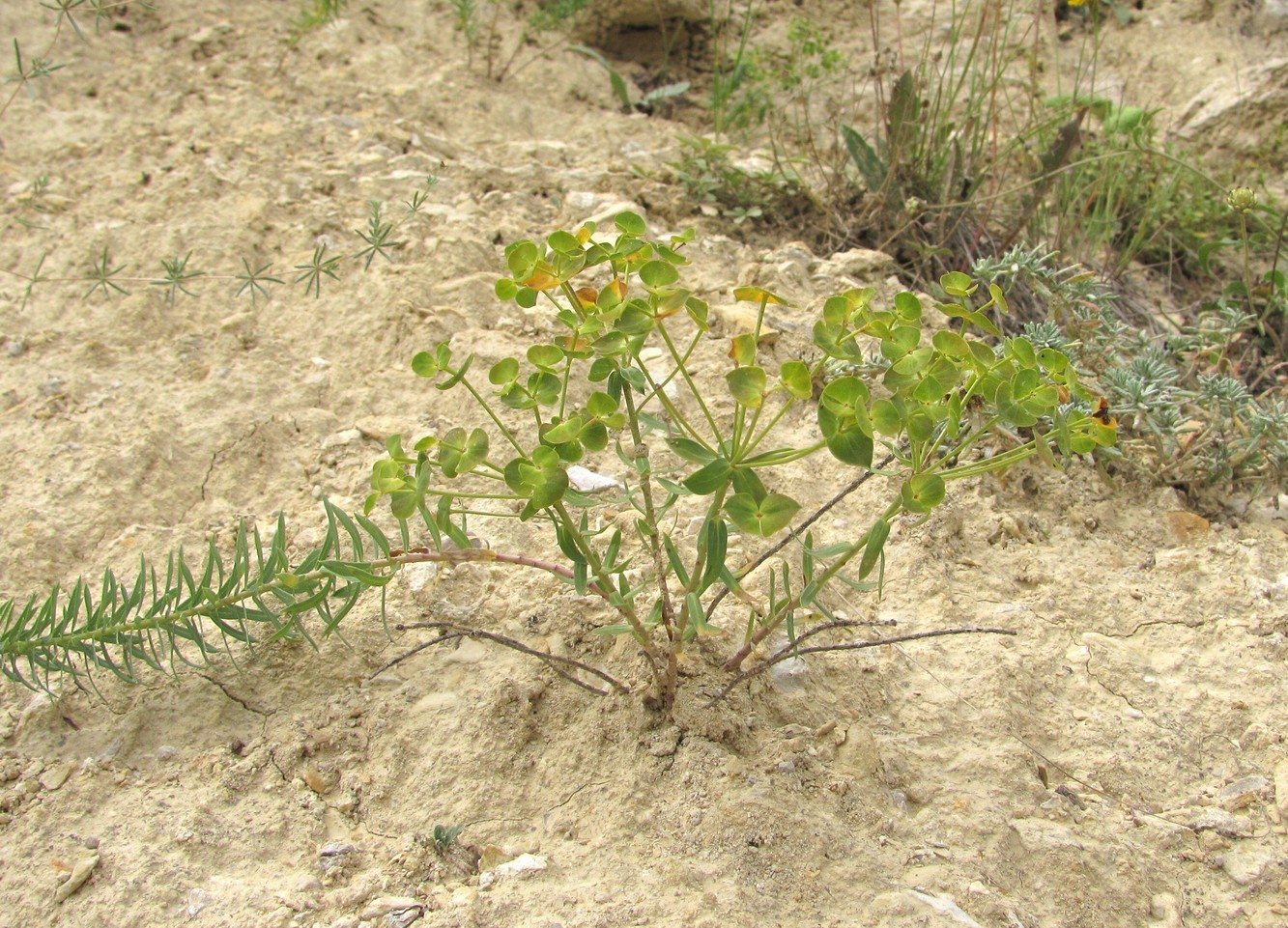 Изображение особи Euphorbia seguieriana.