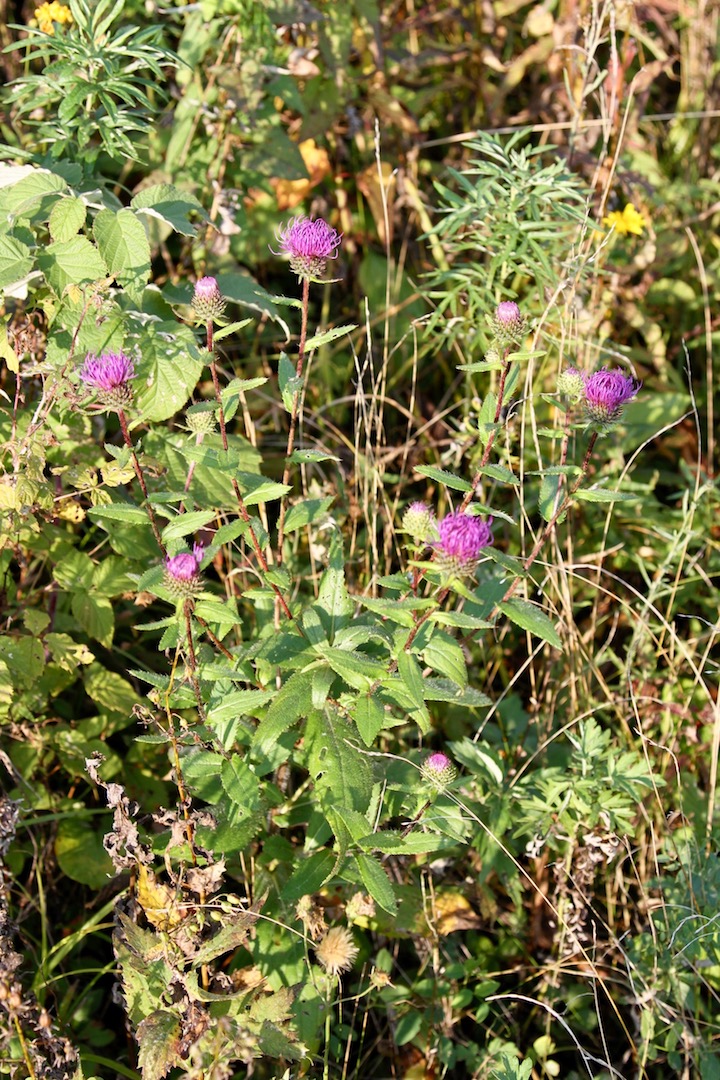 Изображение особи Cirsium vlassovianum.