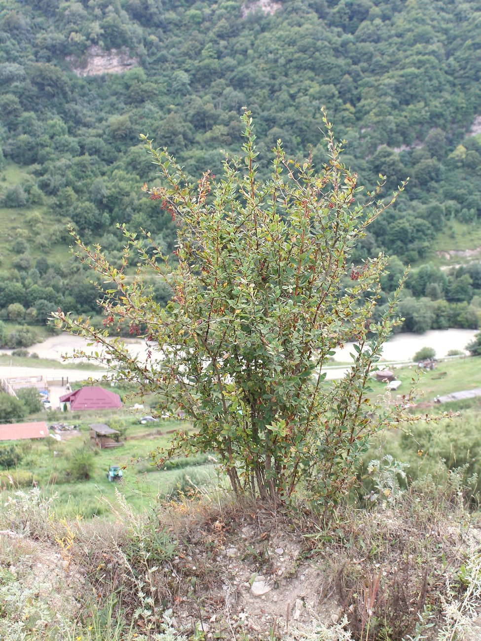 Изображение особи Berberis vulgaris.