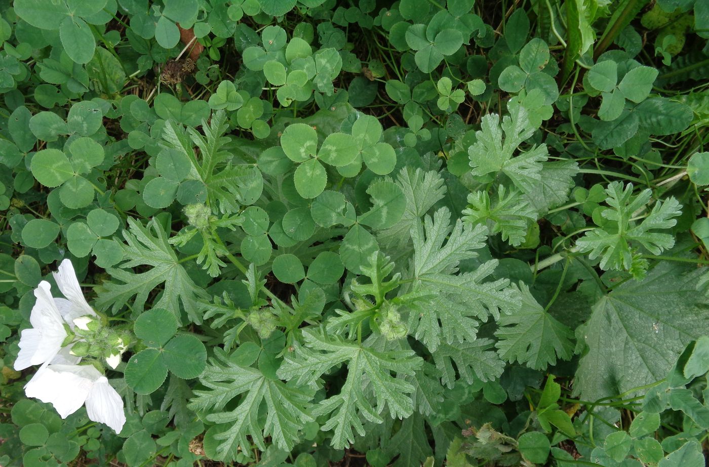 Image of Malva moschata specimen.