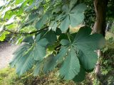 Aesculus hippocastanum. Листья. Санкт-Петербург, заказник «Северное побережье Невской губы», у тропы. 09.09.2018.