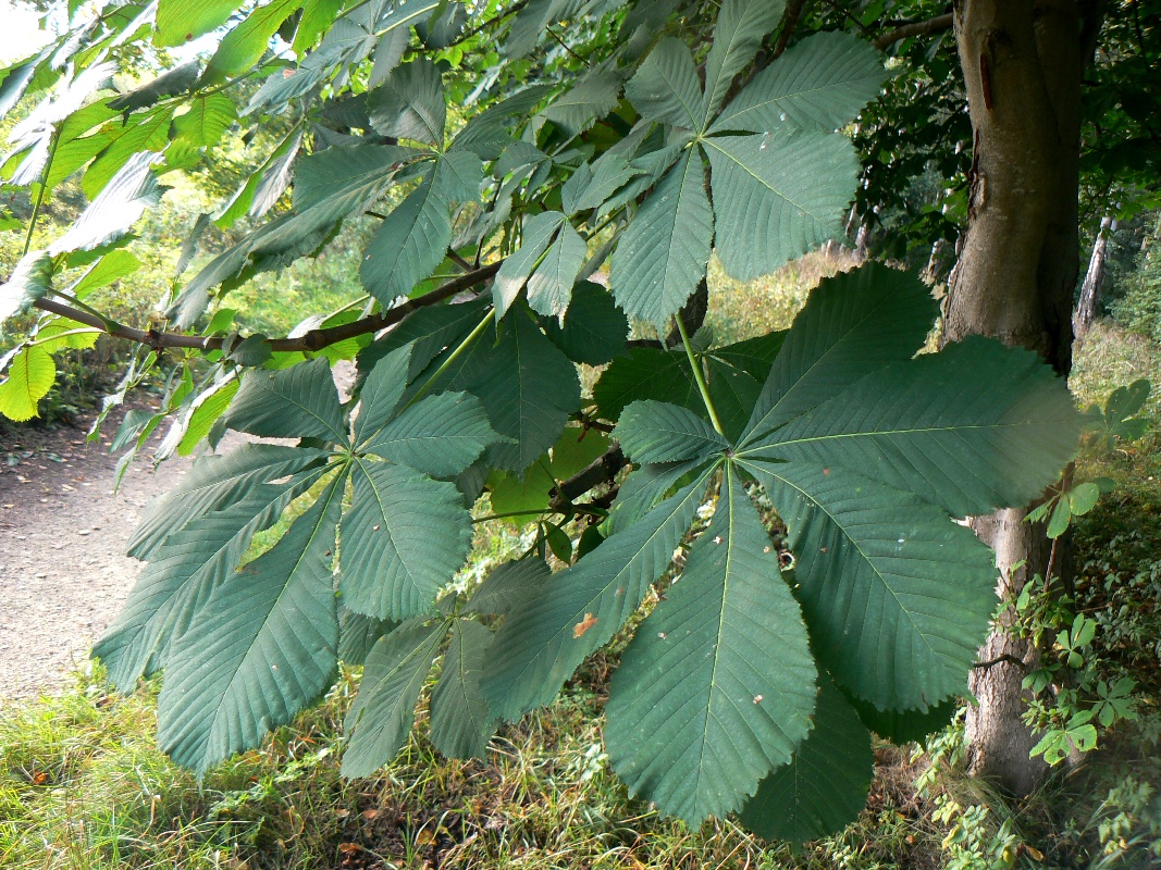 Image of Aesculus hippocastanum specimen.