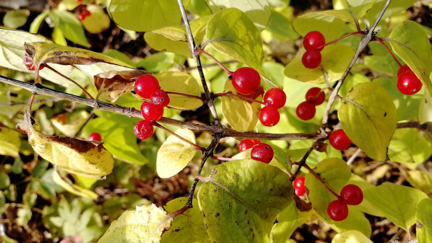 Image of Lonicera chrysantha specimen.