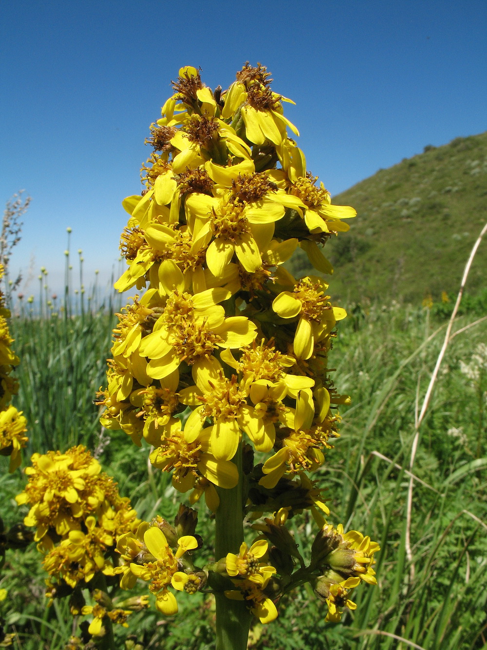 Изображение особи Ligularia talassica.