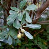 Pittosporum tobira