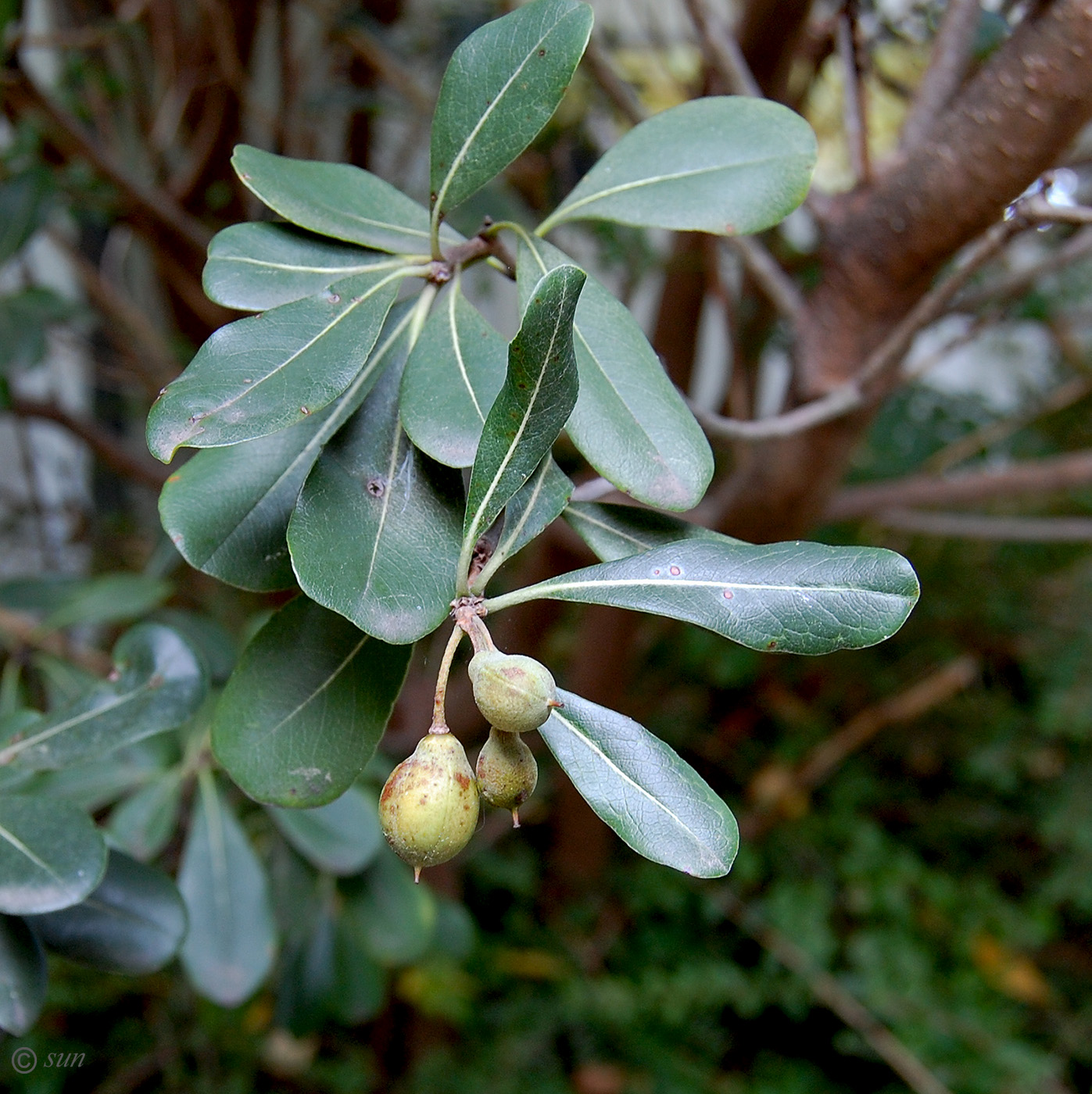 Image of Pittosporum tobira specimen.