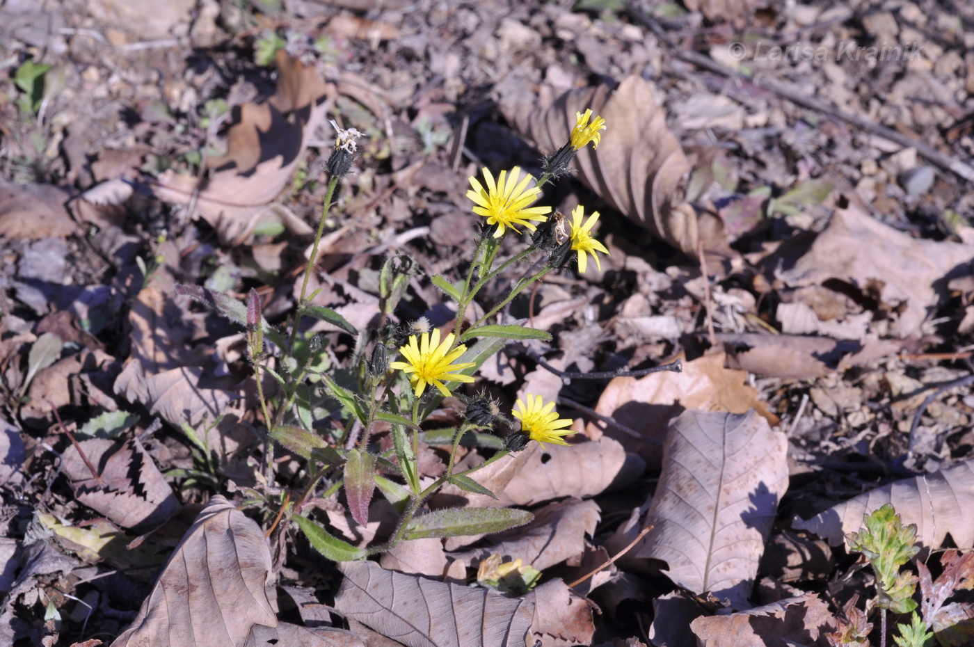 Image of Picris japonica specimen.