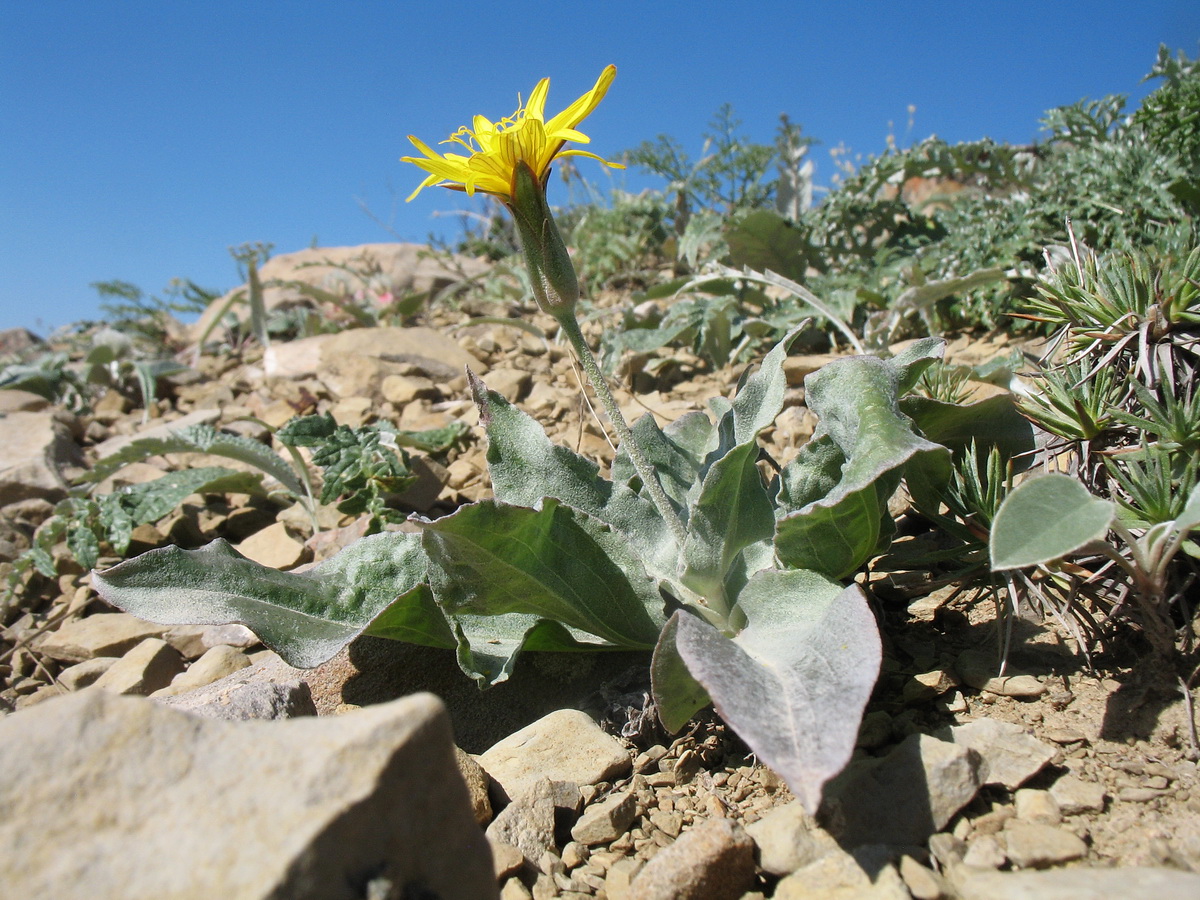 Image of Scorzonera inconspicua specimen.