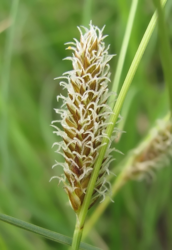 Изображение особи Carex rostrata.